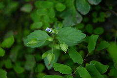 Torenia indica